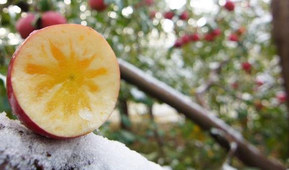 冰糖心苹果糖心是怎么形成的？是苹果得了糖心病 与普通苹果区别