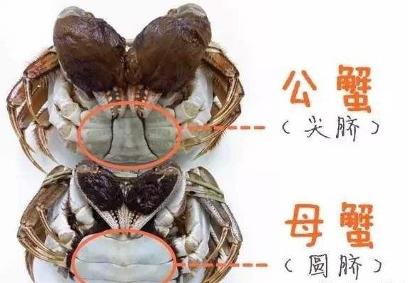 吃螃蟹吃公的还是母的？公螃蟹好吃还是母螃蟹好吃？
