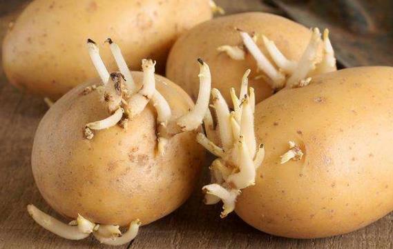 土豆的营养价值及功效与作用 土豆家常做法大全及吃土豆注意事项