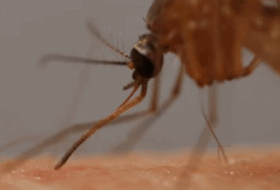 夏季蚊蝇增多，蚊蝇是否会传播新冠病毒？如何预防被蚊子叮咬